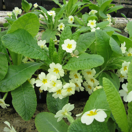 Primrose | Primula vulgaris