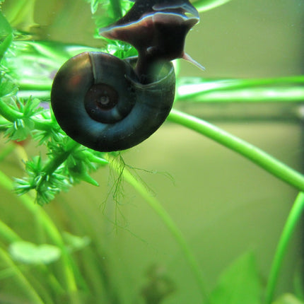 Ramshorn snails | Planorbis corneus