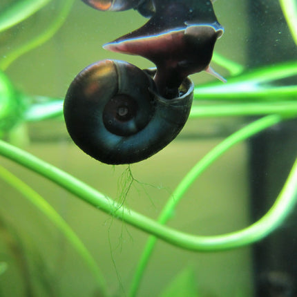 Ramshorn snails | Planorbis corneus