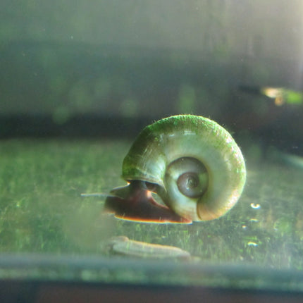 Ramshorn snails | Planorbis corneus
