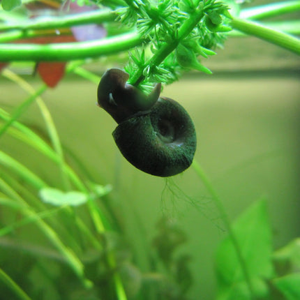 Ramshorn snails | Planorbis corneus