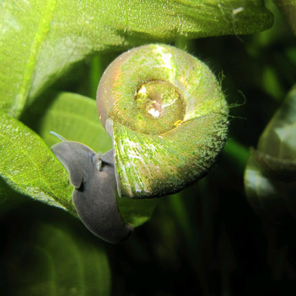 Ramshorn snails | Planorbis corneus