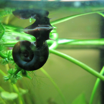 Ramshorn snails | Planorbis corneus