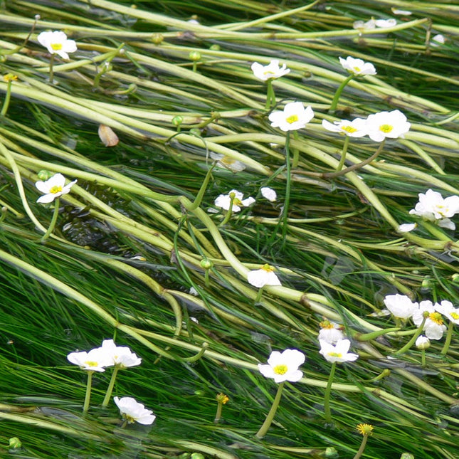 Water crowfoot | Ranunculus aquatilis