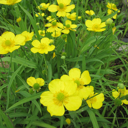 Lesser spearwort | Ranunculus flammula
