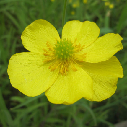 Lesser spearwort | Ranunculus flammula