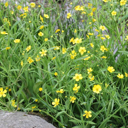 Lesser spearwort | Ranunculus flammula