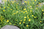 Lesser spearwort | Ranunculus flammula
