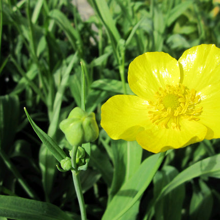 Greater spearwort | Ranunculus lingua Grandiflorus