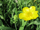 Greater spearwort | Ranunculus lingua Grandiflorus