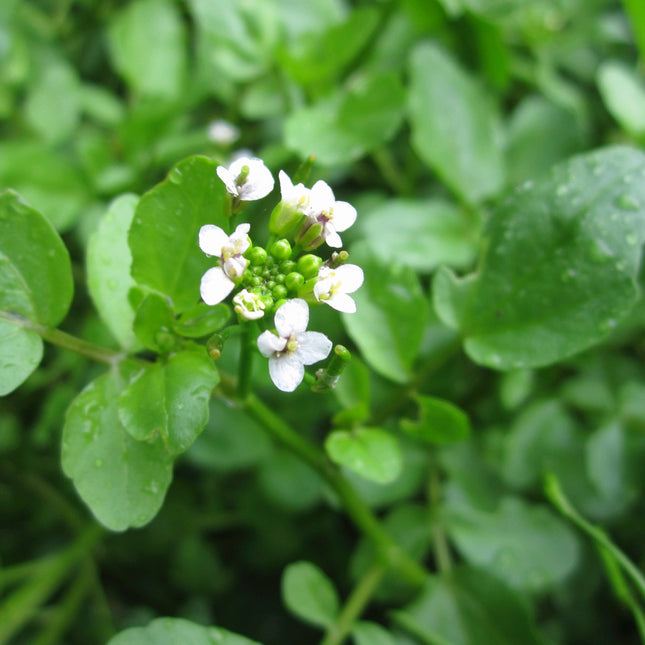 Water cress | Rorippa nasturtium aquaticum