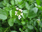 Water cress | Rorippa nasturtium aquaticum