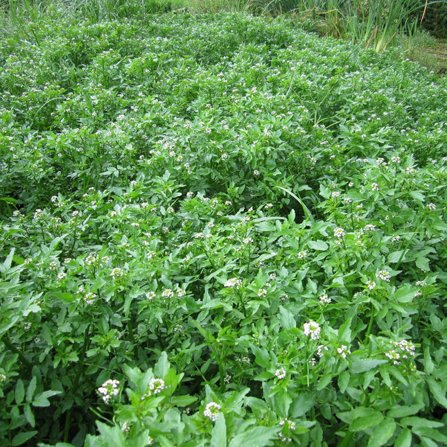 Water cress | Rorippa nasturtium aquaticum