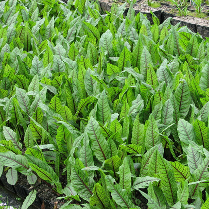 Bloodwort Wood dock | Rumex sanguineus