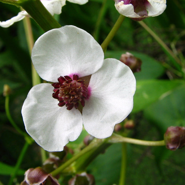 Arrowhead | Sagittaria sagittifolia