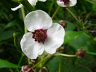 Arrowhead | Sagittaria sagittifolia