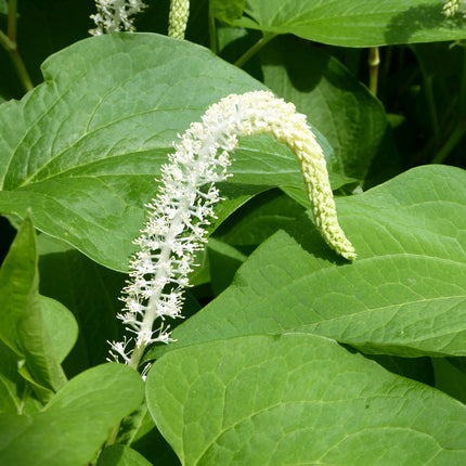 Lizard's tail | Saururus cernuus