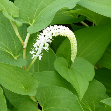 Lizard's tail | Saururus cernuus