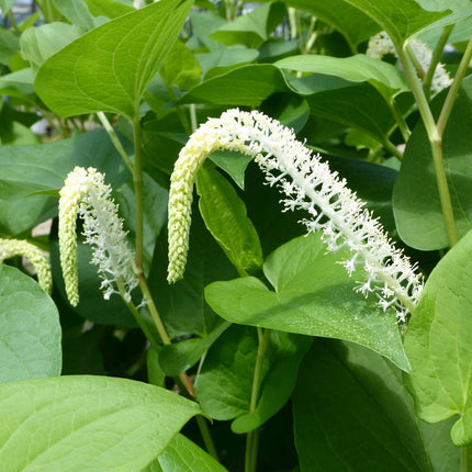 Lizard's tail | Saururus cernuus