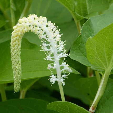 Lizard's tail | Saururus cernuus
