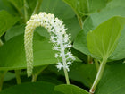 Lizard's tail | Saururus cernuus