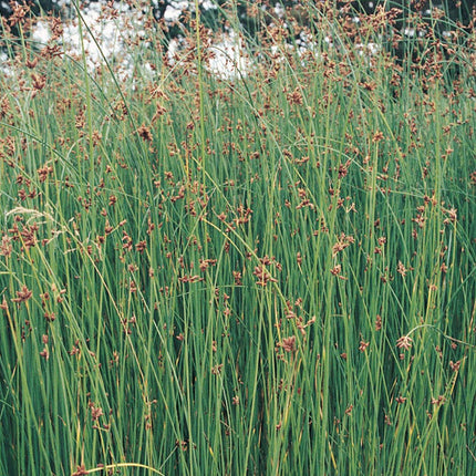 Clubrush | Scirpus lacustris