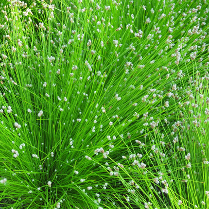 Small Pond Starter Plant Pack – With a Deep Water Plant