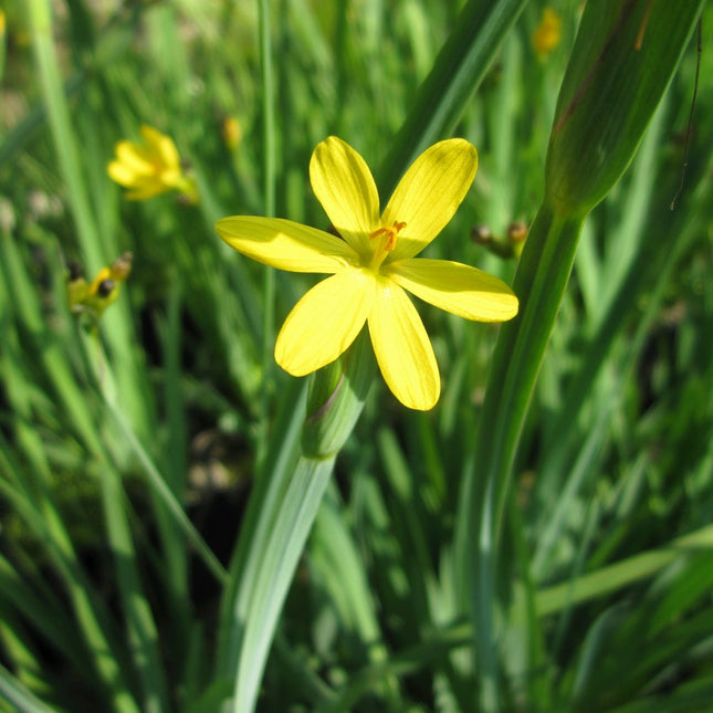 Yellow eyed grass | Sisyrinchium californicum