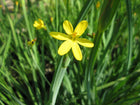 Yellow eyed grass | Sisyrinchium californicum