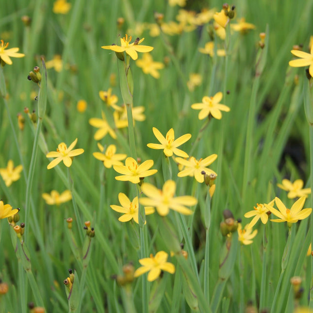 Yellow eyed grass | Sisyrinchium californicum