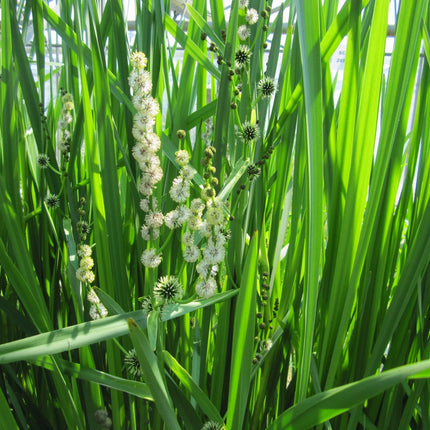 Branched bur-reed | Sparganium erectum