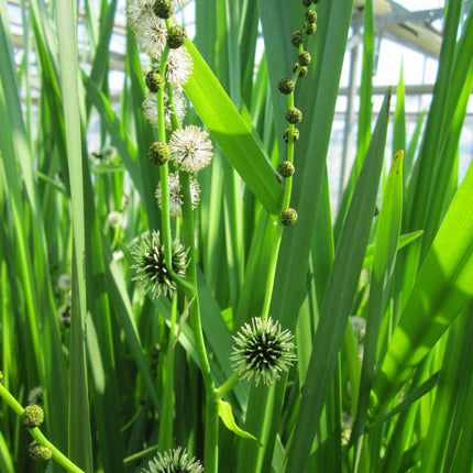 Branched bur-reed | Sparganium erectum