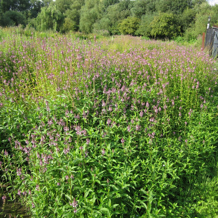 Marsh woundwort | Stachys palustris
