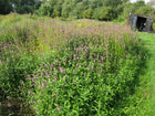 Marsh woundwort | Stachys palustris