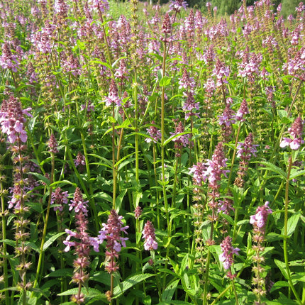 Marsh woundwort | Stachys palustris