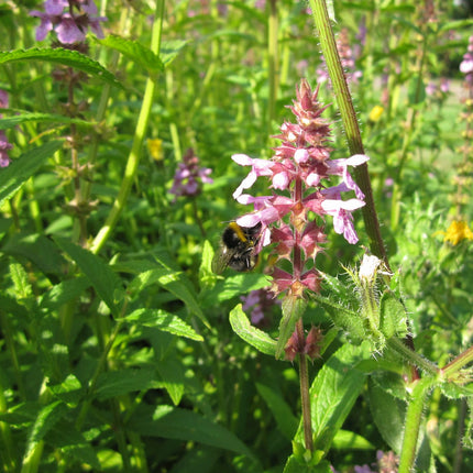 Marsh woundwort | Stachys palustris