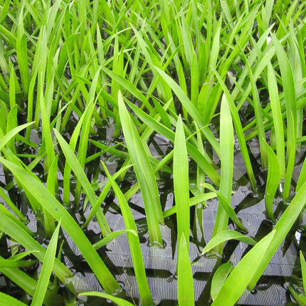 Water soldier | Stratiotes aloides