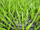 Water soldier | Stratiotes aloides