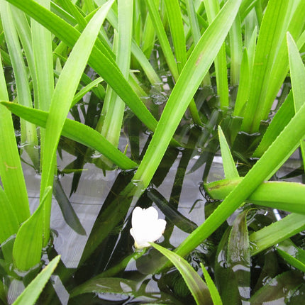 Water soldier | Stratiotes aloides