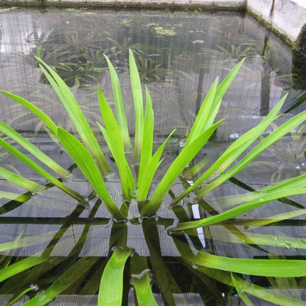 Water soldier | Stratiotes aloides