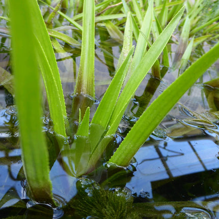 Water soldier | Stratiotes aloides