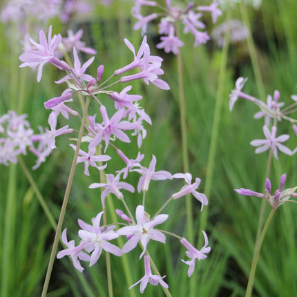 Society garlic | Tulbaghia violacea