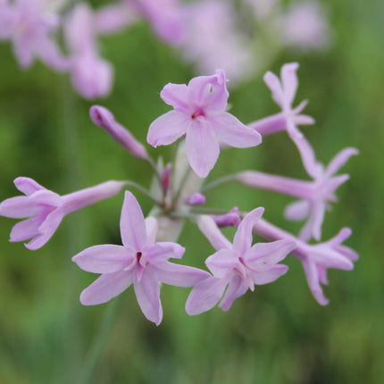 Society garlic | Tulbaghia violacea