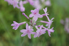Society garlic | Tulbaghia violacea