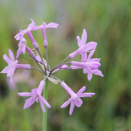 Society garlic | Tulbaghia violacea