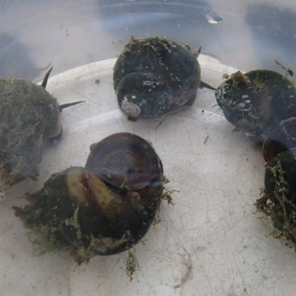 Trapdoor Snail | Viviparus viviparus