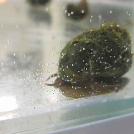Trapdoor Snail | Viviparus viviparus