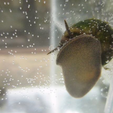 Trapdoor Snail | Viviparus viviparus