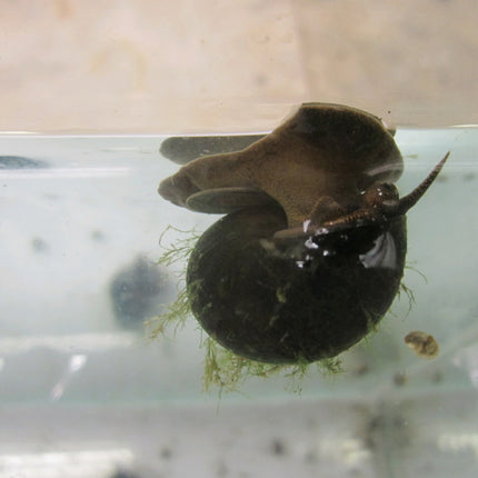 Trapdoor Snail | Viviparus viviparus