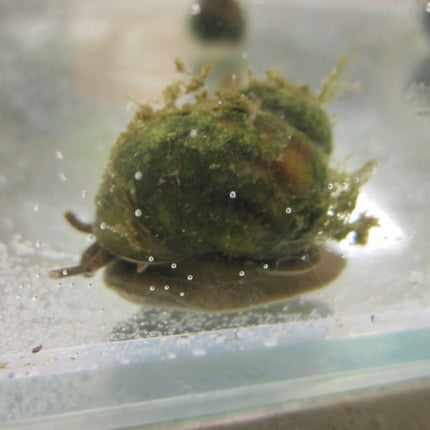 Trapdoor Snail | Viviparus viviparus